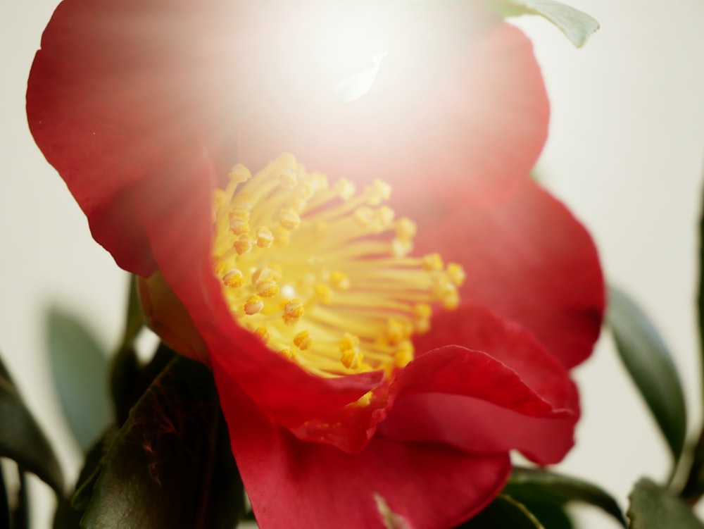 Photographie sélective de la fleur aux pétales rouges