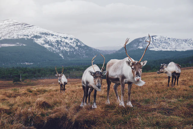 Cairngorm Reindeer Herd hill trip