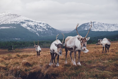 herd of brown-and-black animals on brown grass field reindeer google meet background