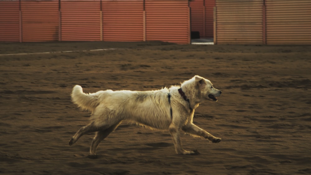 茶色の砂の上を走るベージュの犬