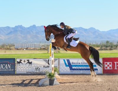 Horse jumping over the fence