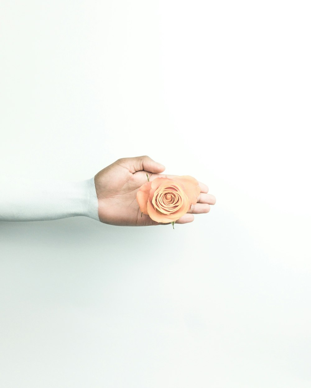 person holding brown flower