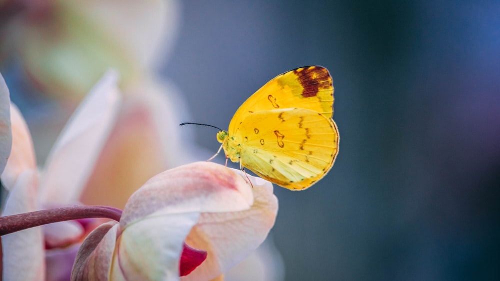 fotografia a fuoco selettiva della farfalla gialla