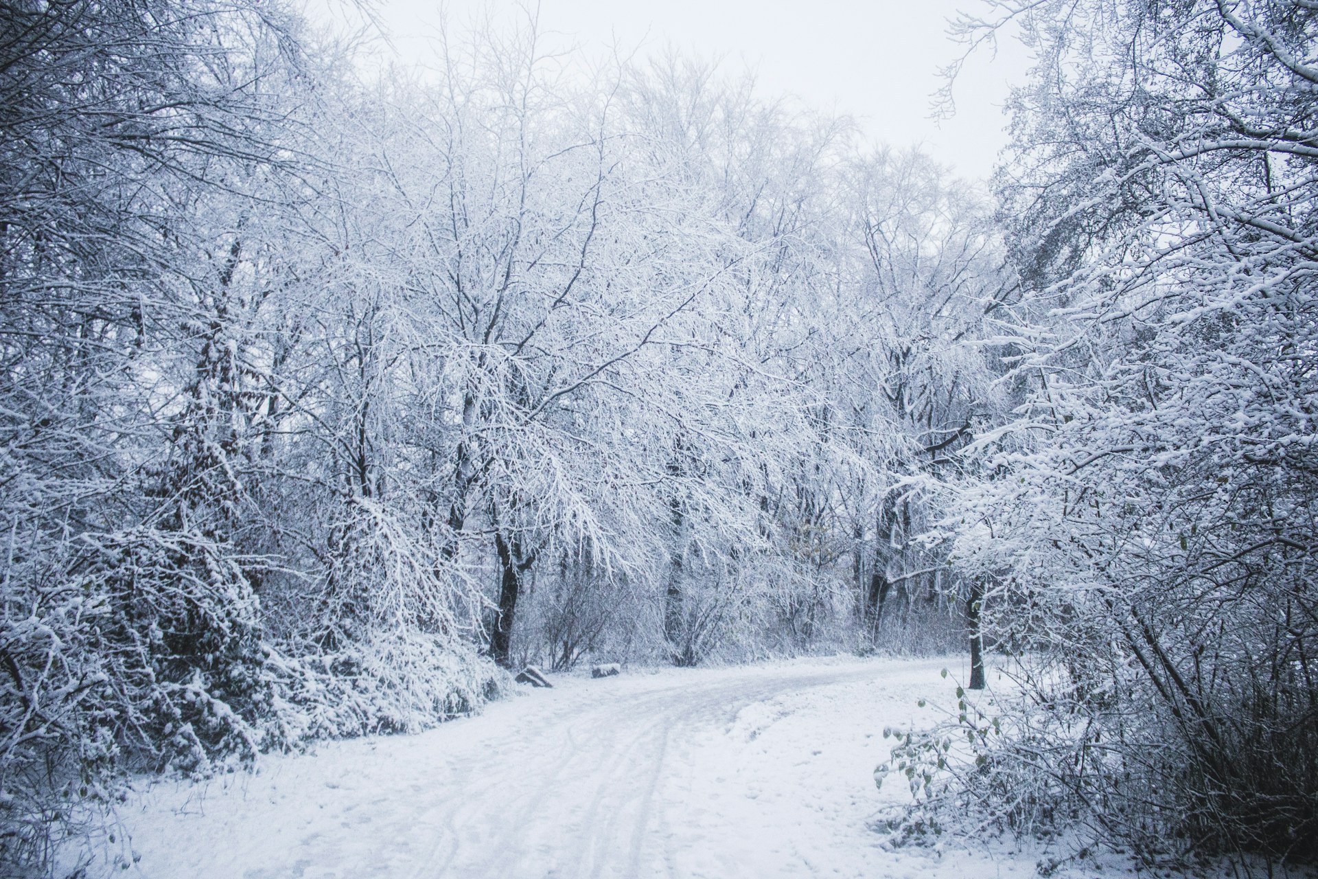 snow covered road between trees