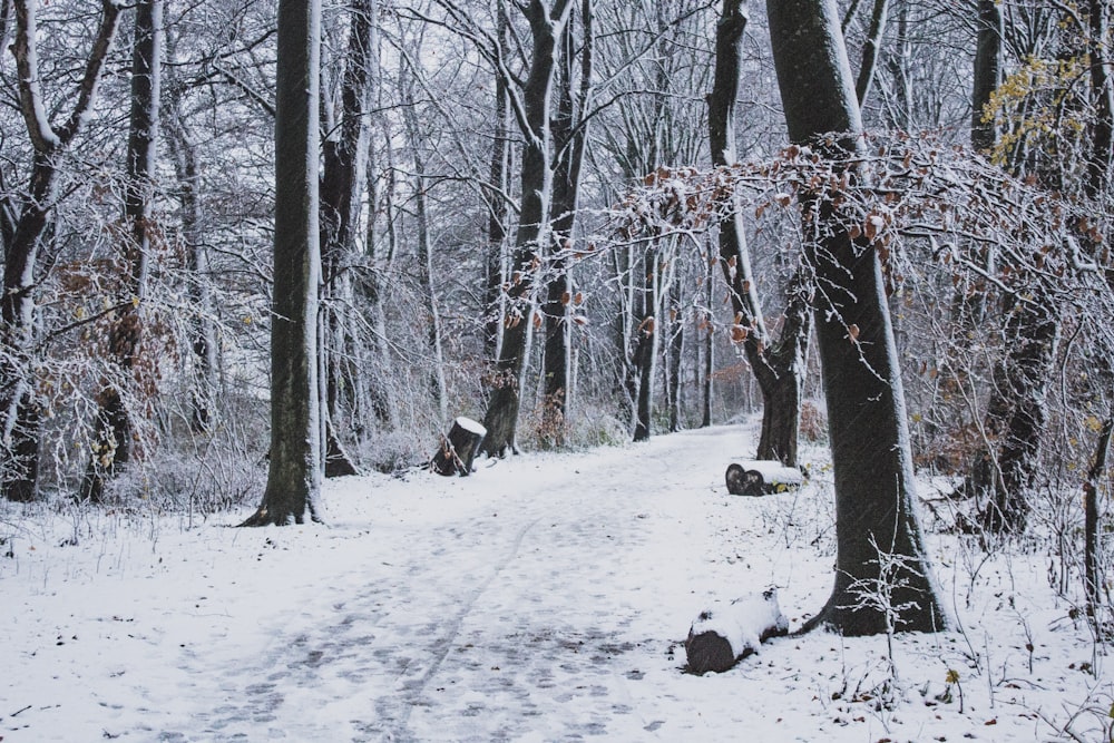 alberi grigi circondati dalla neve