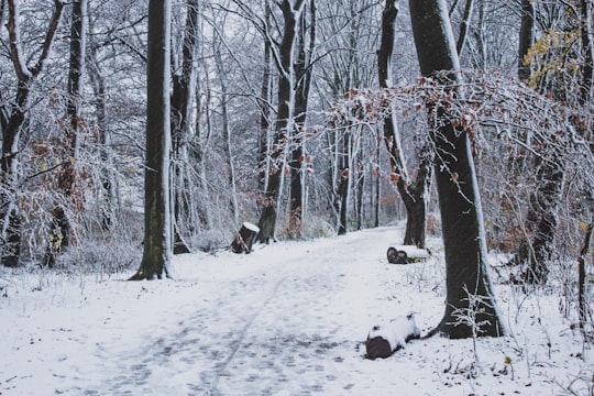 gray trees surrounded with snow in Flevopark Netherlands