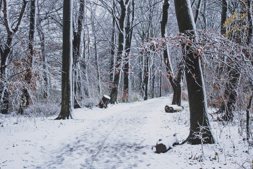 photo of Flevopark Forest near Amsterdam