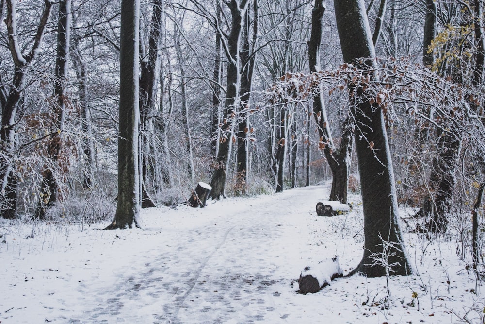 árboles grises rodeados de nieve