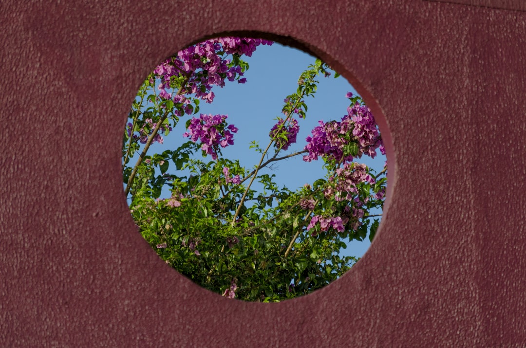 pink petaled flower,