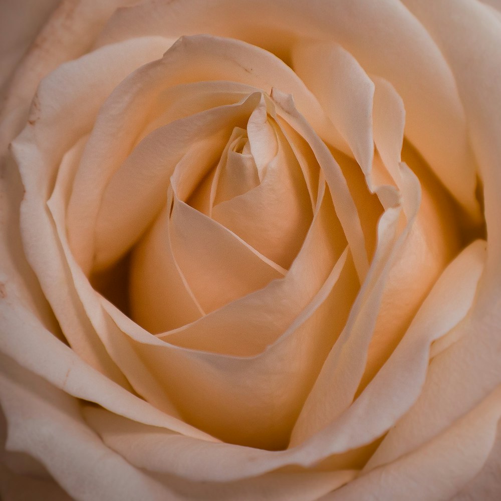 fotografía de primer plano de flor de rosa beige