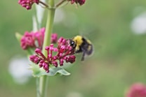 A bumblebee hovers near a cluster of vibrant pink flowers, capturing a moment of pollination. The bee's fuzzy yellow and black body is sharply focused against a blurred green background, highlighting its movement and the delicate petals it approaches.