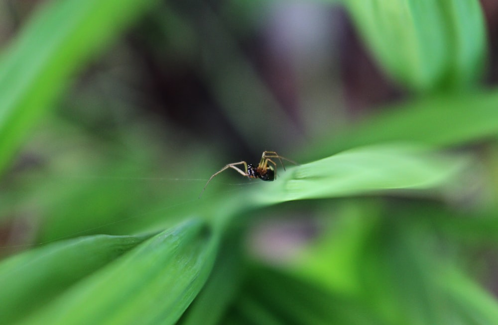 Foto de enfoque superficial de insecto negro