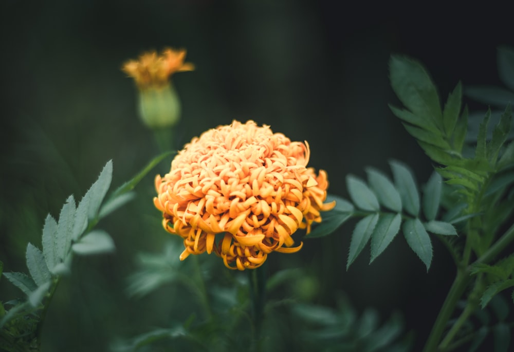 selective focus photography of yellow clustered flower