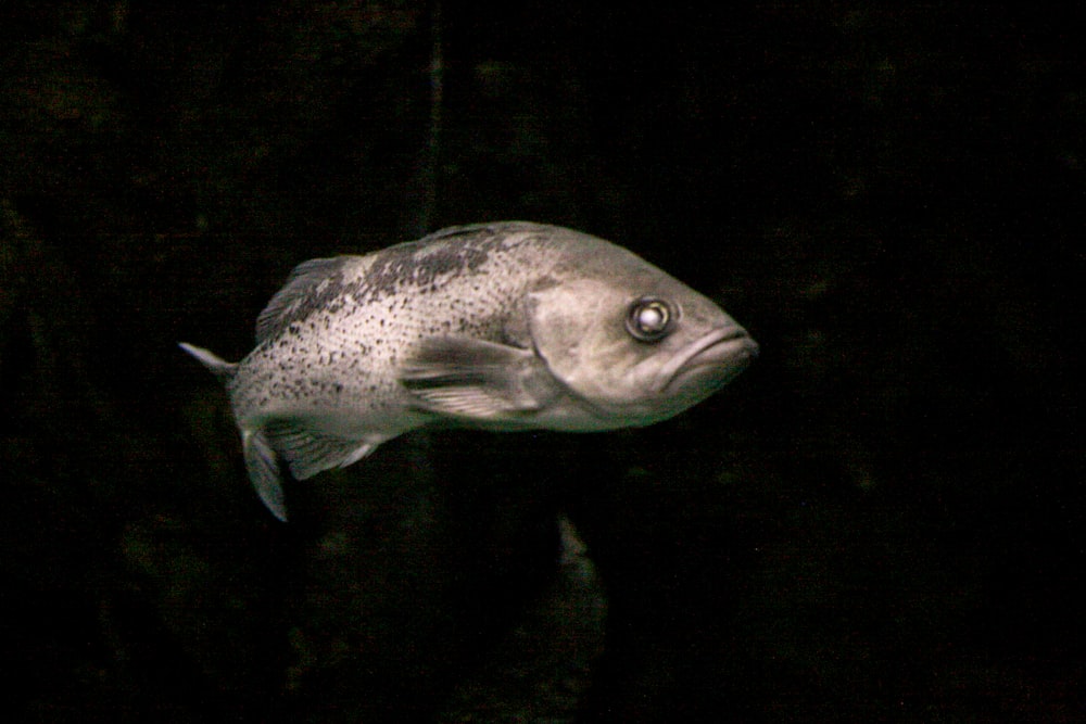 pesce grigio