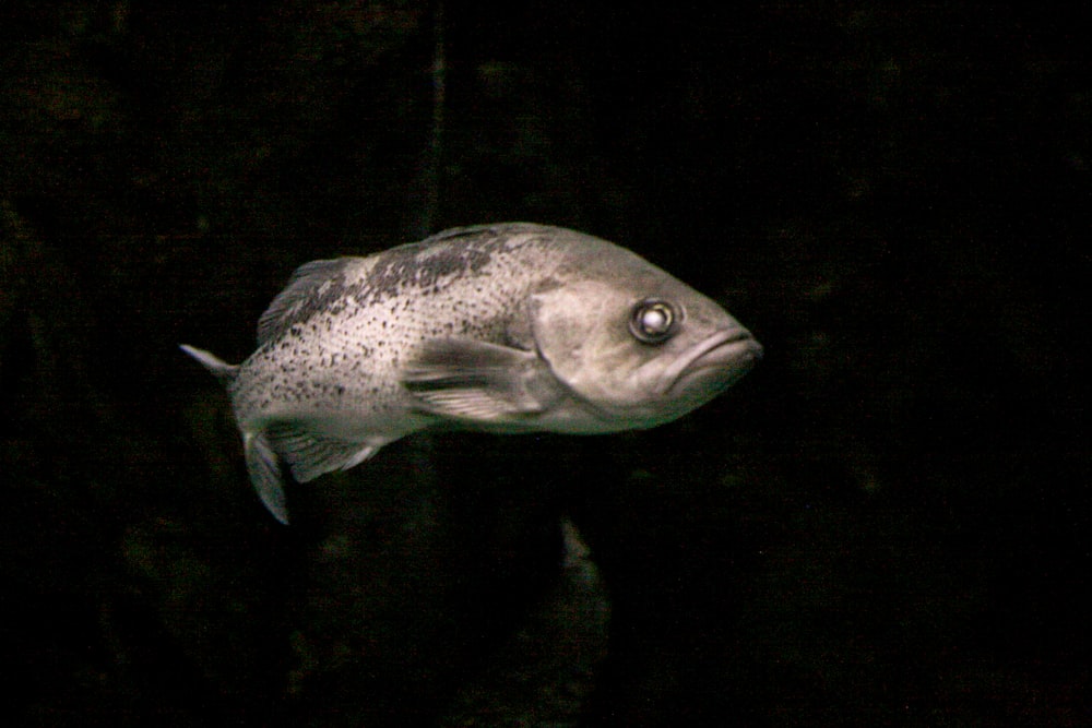grey fish