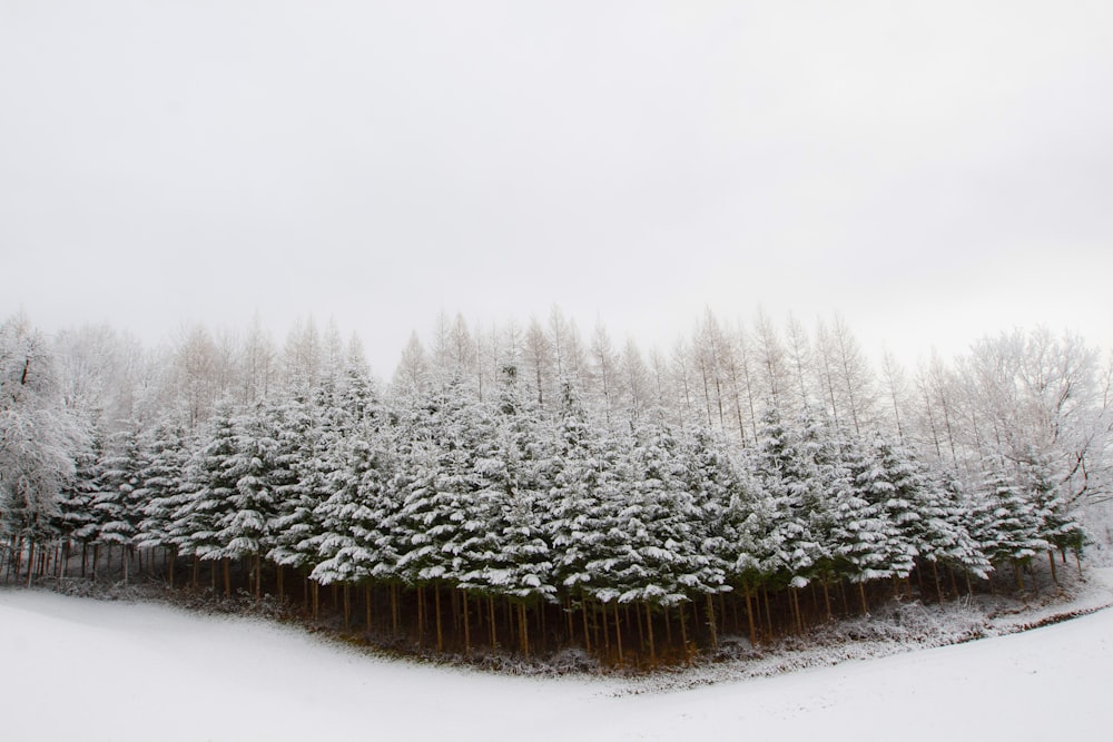 pine trees covered with snow