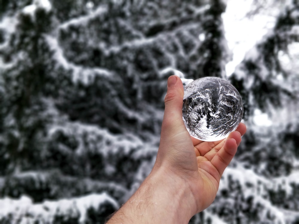 person's holding iced ball with reflection pine tree