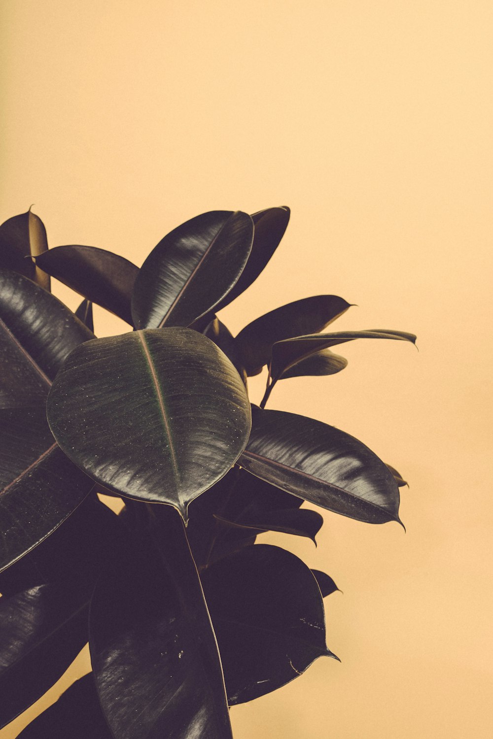 closeup photography of rubber plant