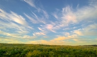 A wide open field with wildflowers and a distant mountain range under a clear blue sky.
