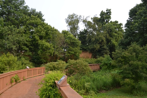 A wooden walkway meanders through a lush, green forest setting, surrounded by dense foliage and tall trees. Signs are visible along the path amidst the vibrant greenery.