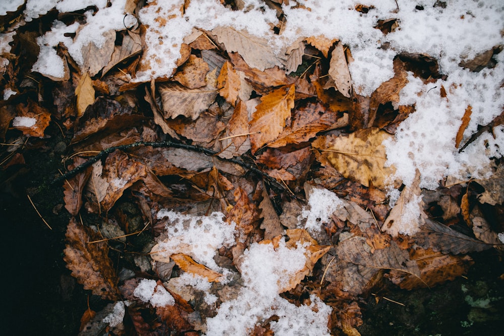 brown dried leaves on ground