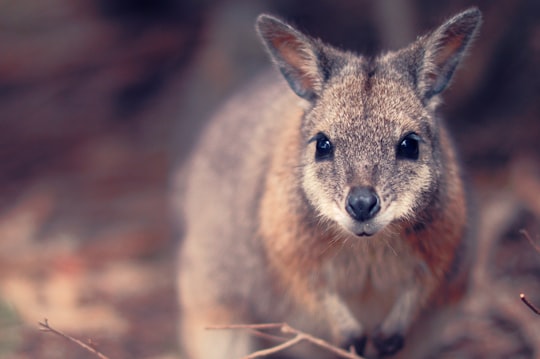 closeup photography of joey at daytime in Cleland Conservation Park Australia