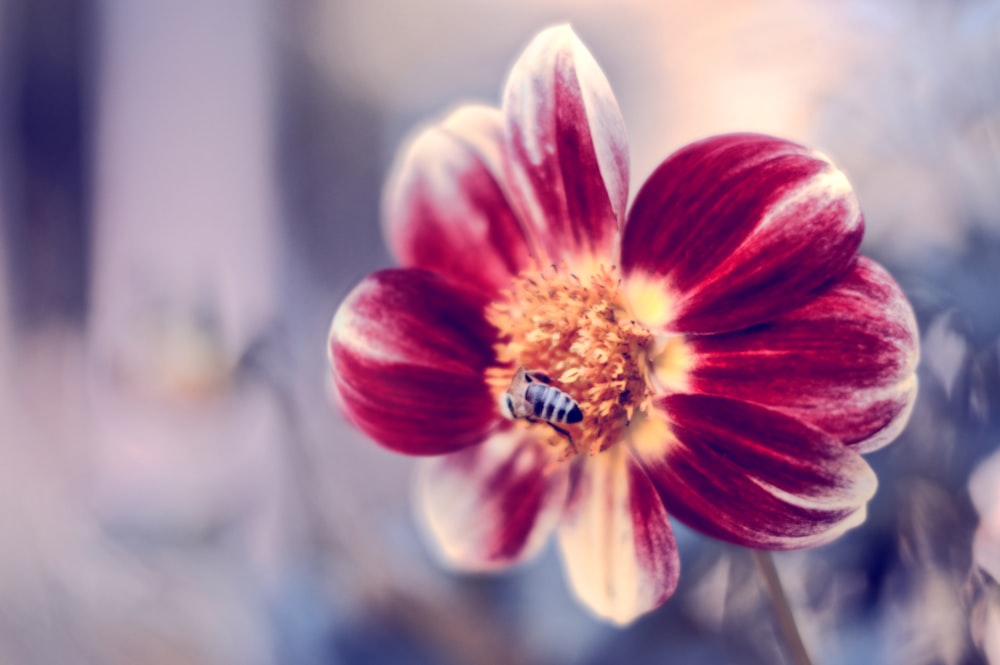 Makrofoto der Honigbiene auf rosa und weißer Blume