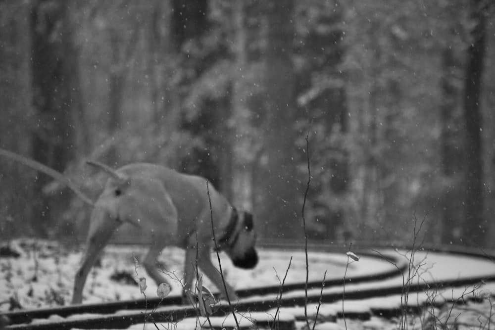 Fotografía en escala de grises de un perro paseando por los raíles del tren