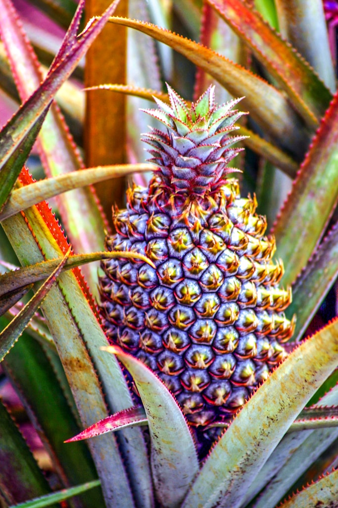 Piña Fresca Oxapampa