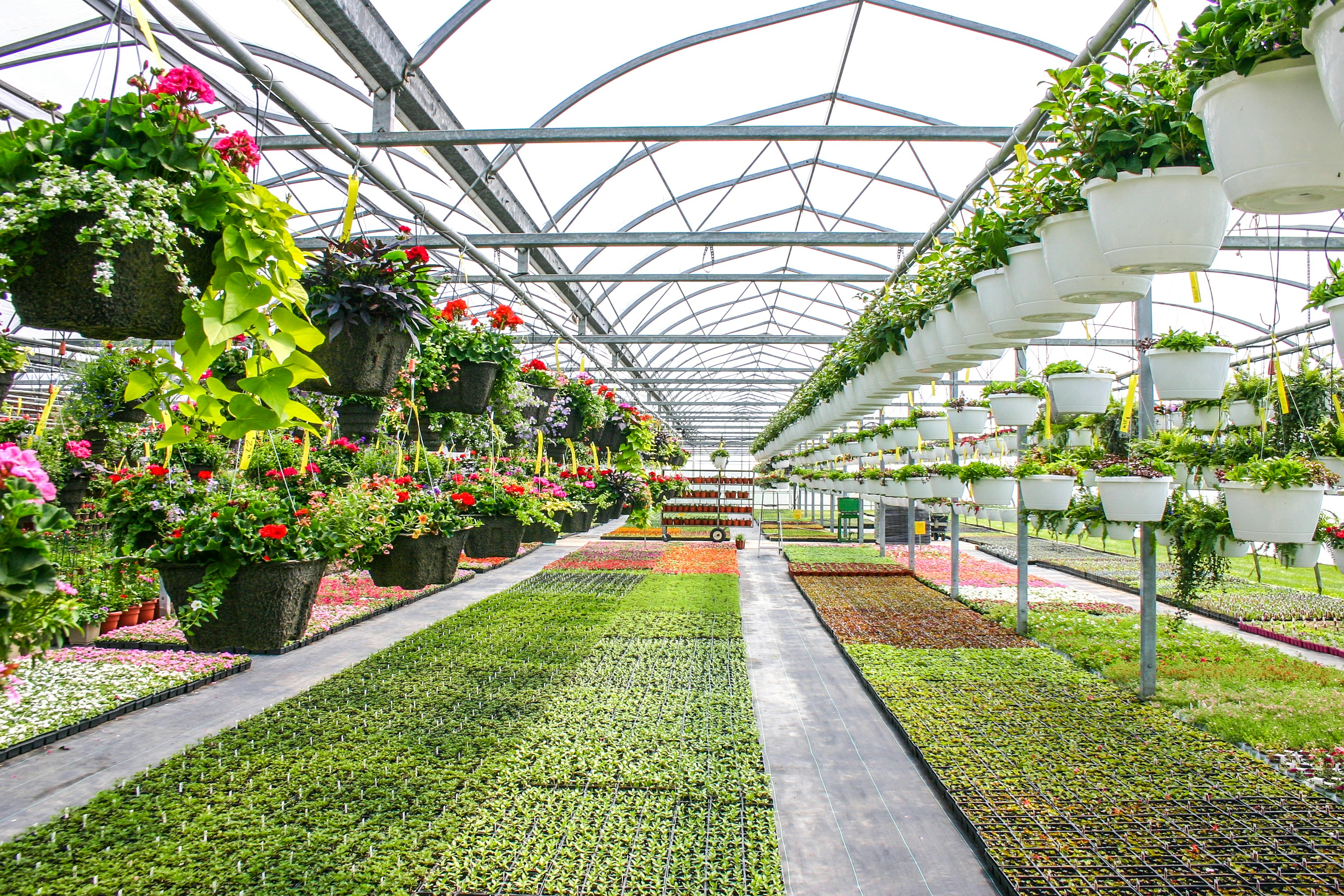 Organic Garden Seedlings for Sale
