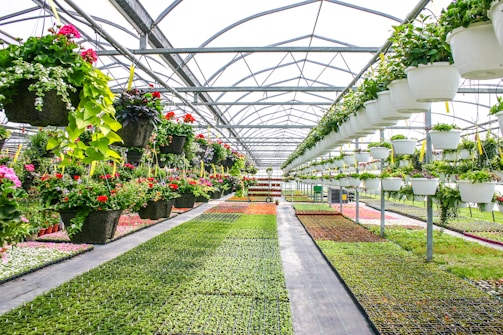 A greenhouse interior filled with various plants and flowers. Rows of hanging planters are suspended from the ceiling, containing vibrant green foliage and colorful blooms. The ground is lined with trays of seedlings, displaying a range of green shades. The structure is spacious, with a metal framework and a transparent roof allowing natural light to flood the space.