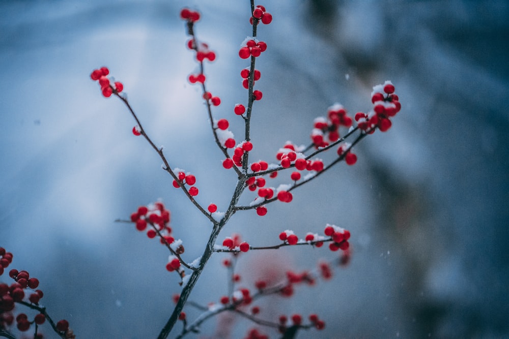 Fotografia tilt-shift di fiori rossi