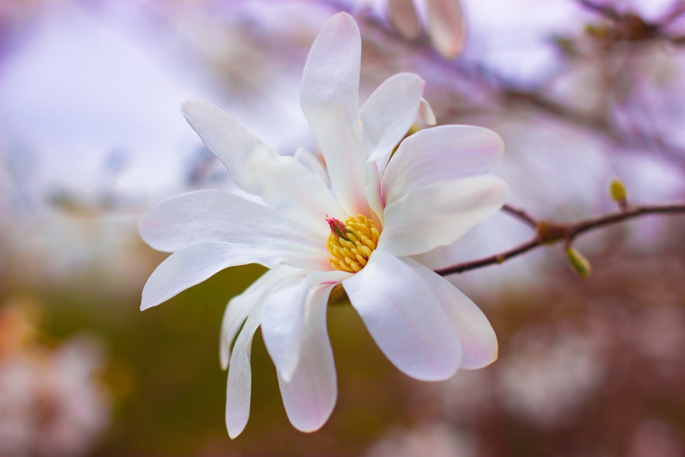 focus photography of blossom flower