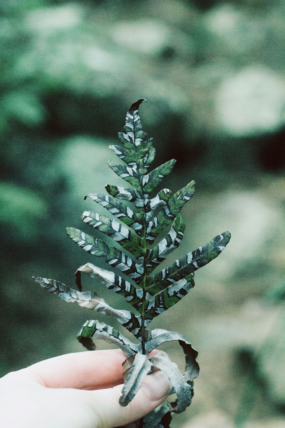 person holding green leaf