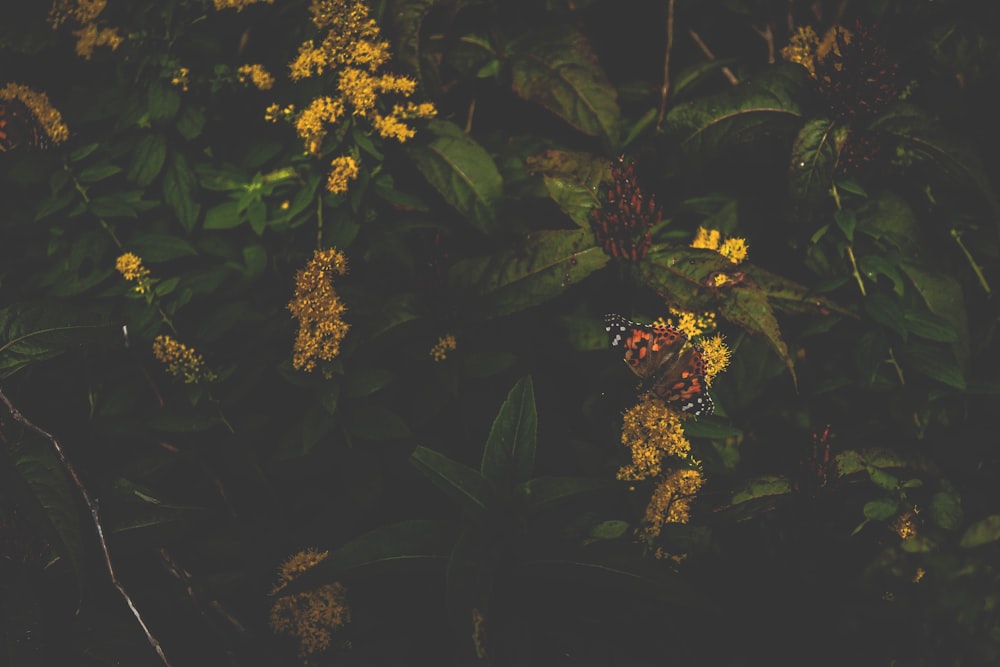 selective focus photography of brown and white butterfly perched on yellow petaled flower