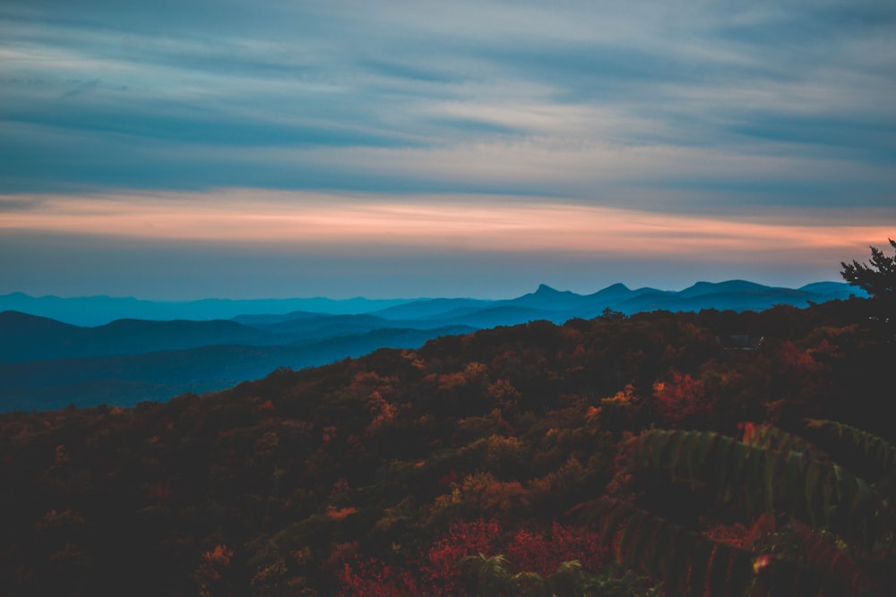 멀리 산에 있는 식물의 항공 사진