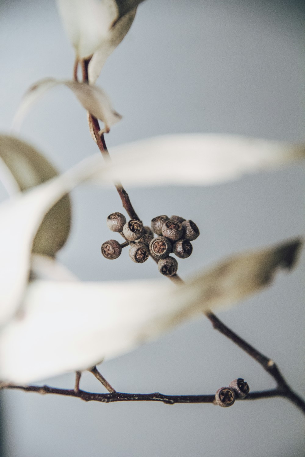 Selektives Fokusfoto einer weißblättrigen Blume