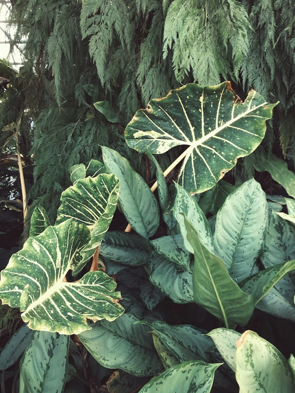 green-leafed plants