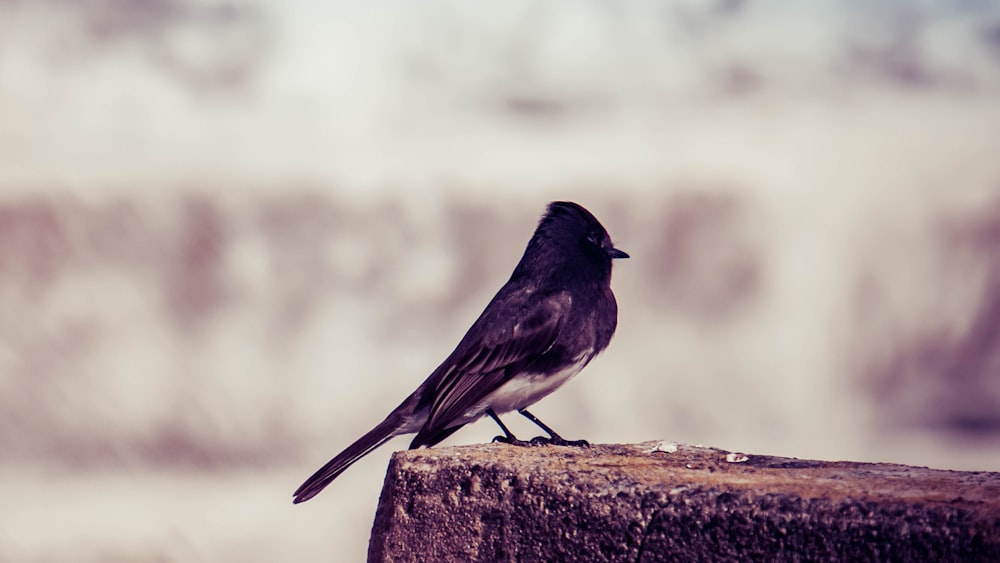 oiseau brun et blanc debout sur une surface brune