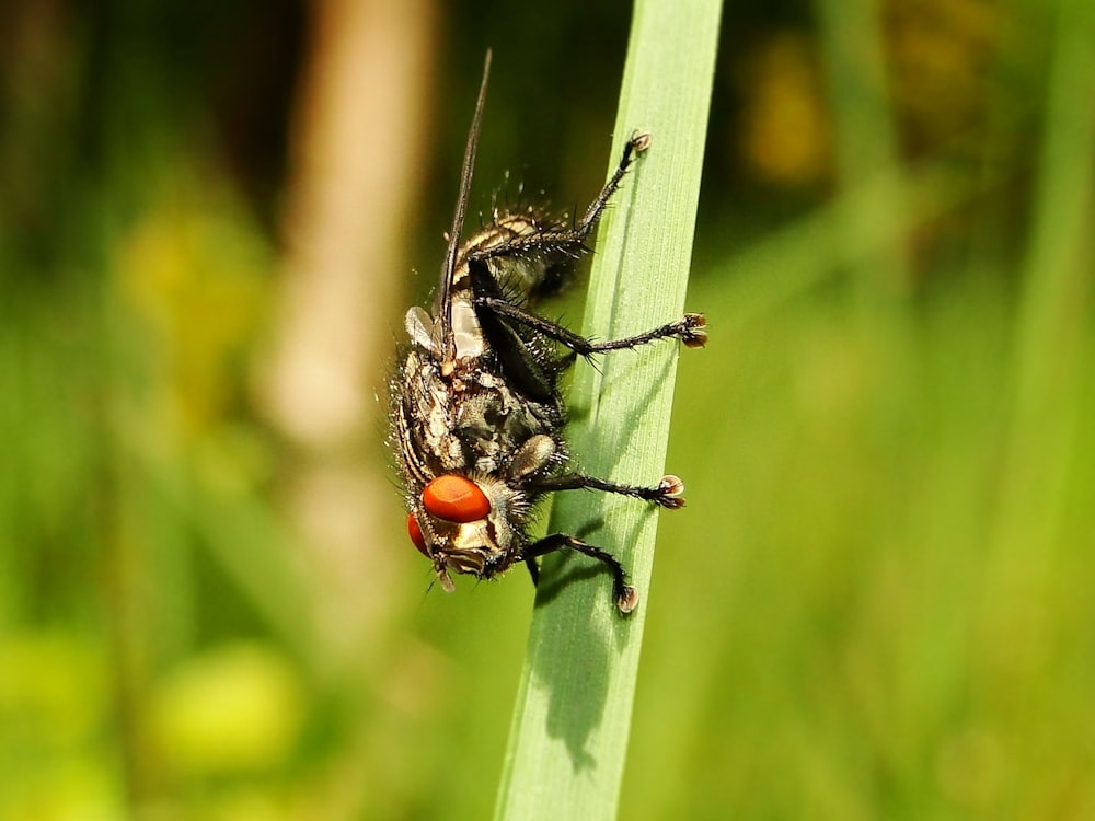 macro photography of gray flying insect