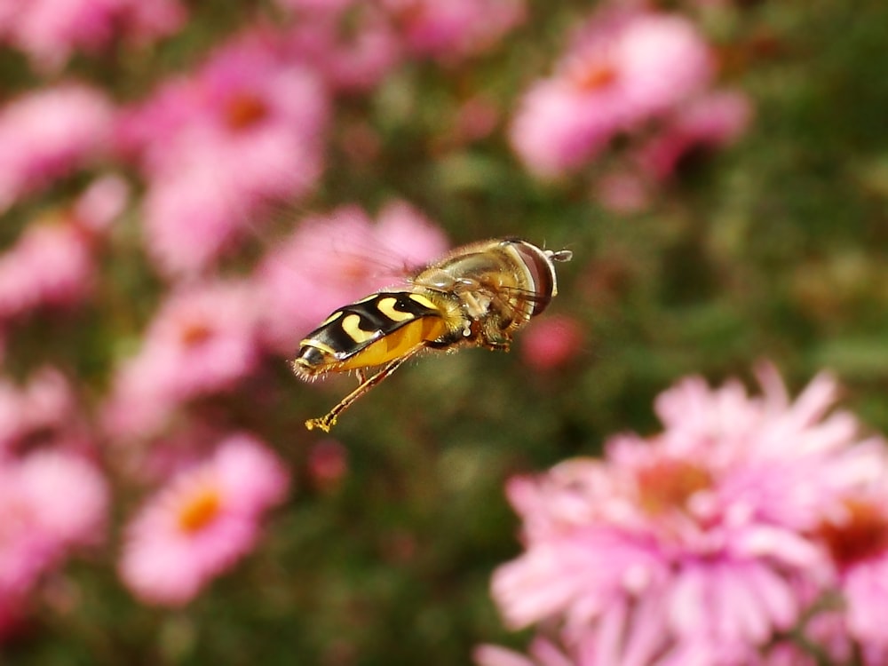 selective focus photo of black and yellow insect