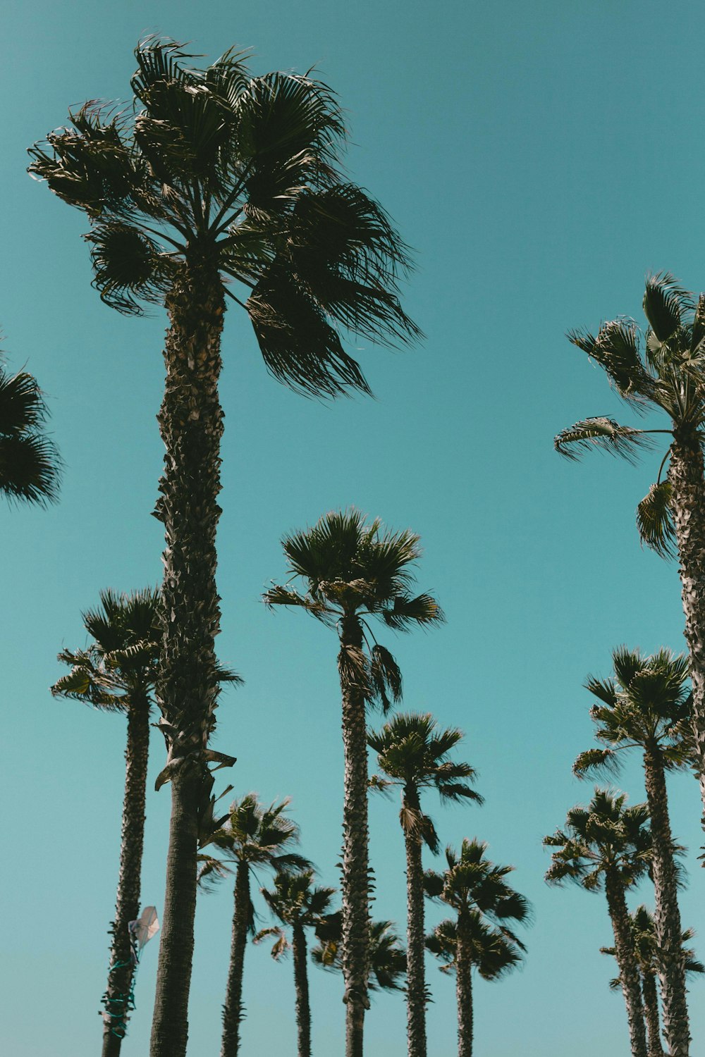 low angle photo of trees during daytime