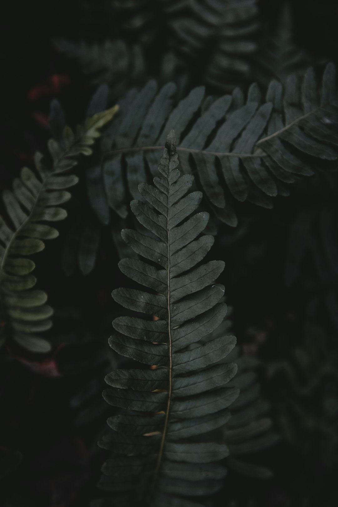 close-up photo of green fern plant