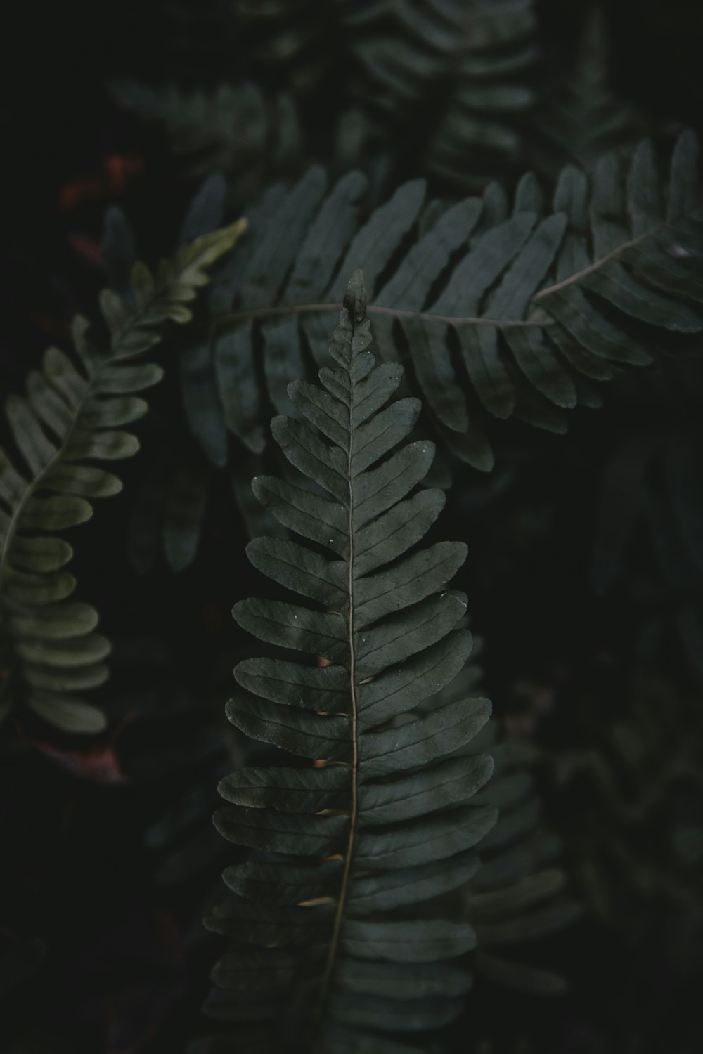 グリーンシダ植物のクローズアップ写真