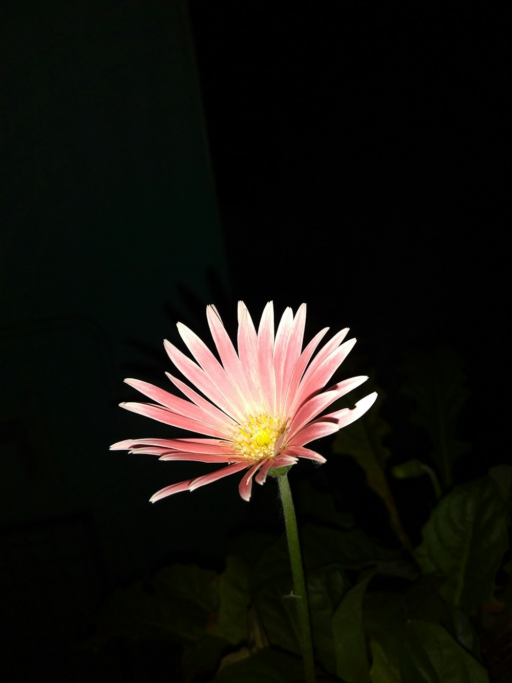 pink petaled flower