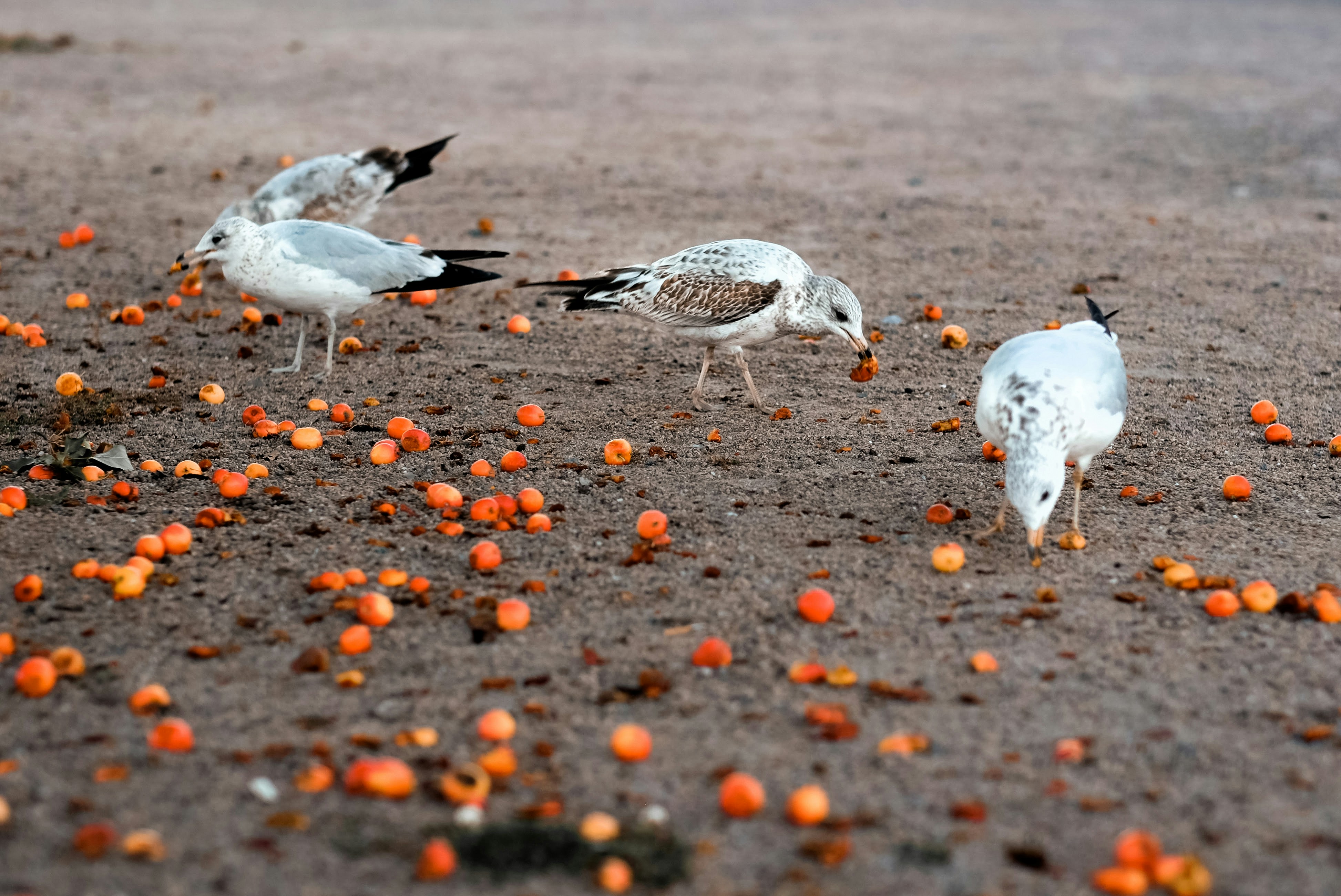four white-and-brown eating fruits on the ground