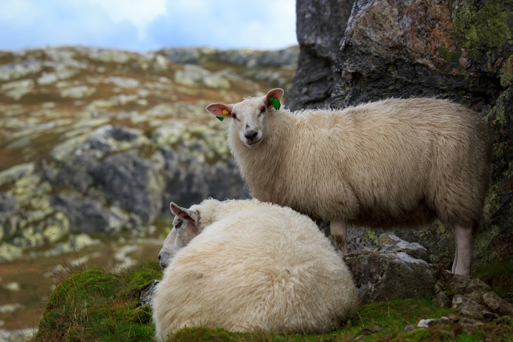 focus photo of two beige sheeps on gray rock