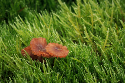 A cluster of Calm mushrooms nestled gently among green moss.