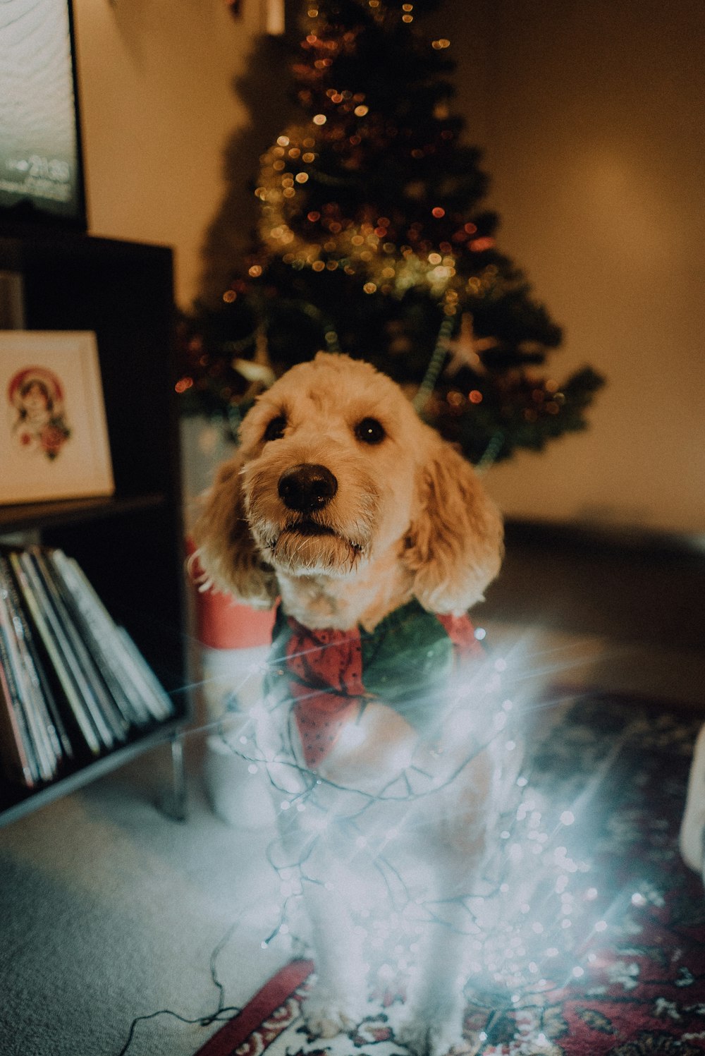 medium-coated beige dog wrapped with light string