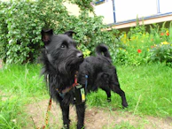 A GPS pet tracker clipped onto a dog's collar with a scenic park background.